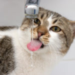 Cat drinking water